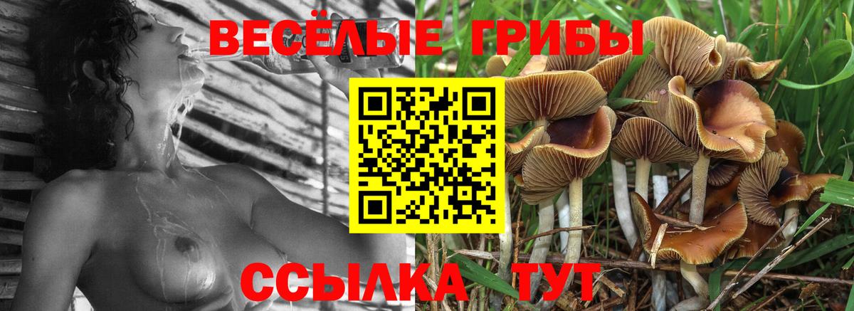 Галлюциногенные грибы GOLDEN TEACHER  Вход с VPN  Севастополь  Галлюциногенные грибы Magic Shrooms 